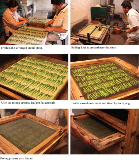 tai ping hou kui green tea processing